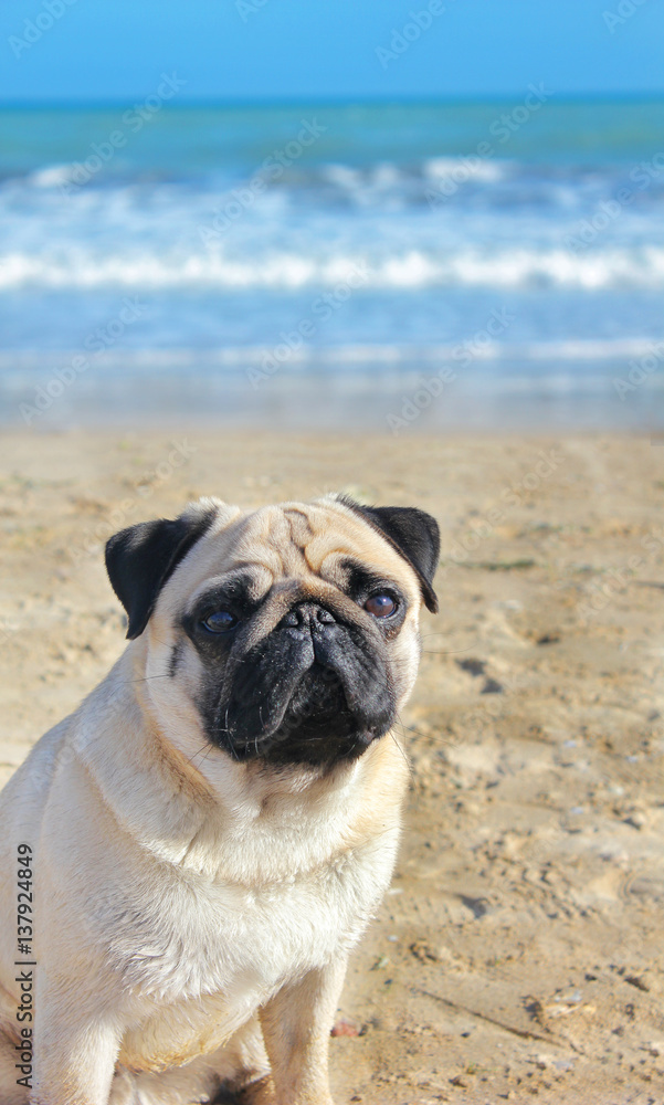 Pug dog is a young thoroughbred sitting on his hind legs on the beach and looks into the distance. Blurred background of sky and sea