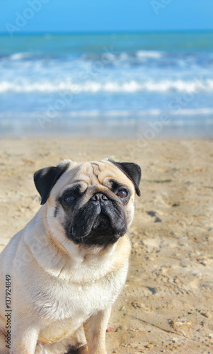 Pug dog is a young thoroughbred sitting on his hind legs on the beach and looks into the distance. Blurred background of sky and sea