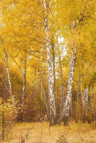 Birch trees in the autumn forest