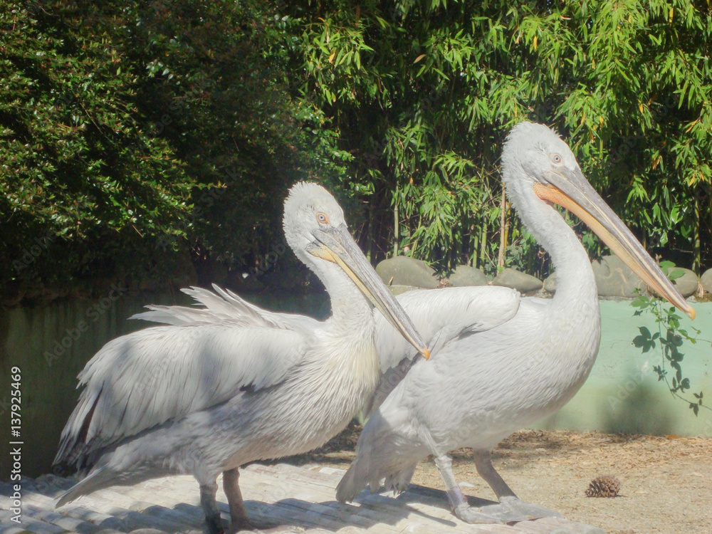 two Gray Pelican pulls out of the water and walks on the edge two Gray Pelican pulls out of the water and walks on the edge