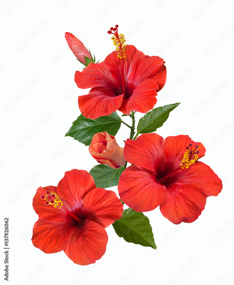 red hibiscus flowers and buds - obrazy, fototapety, plakaty 