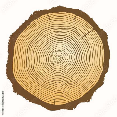     Tree growth rings. Top view of a tree stump isolated on white background. Vector wooden background and saw cut tree trunk. Illustration on the theme of forests and logging.