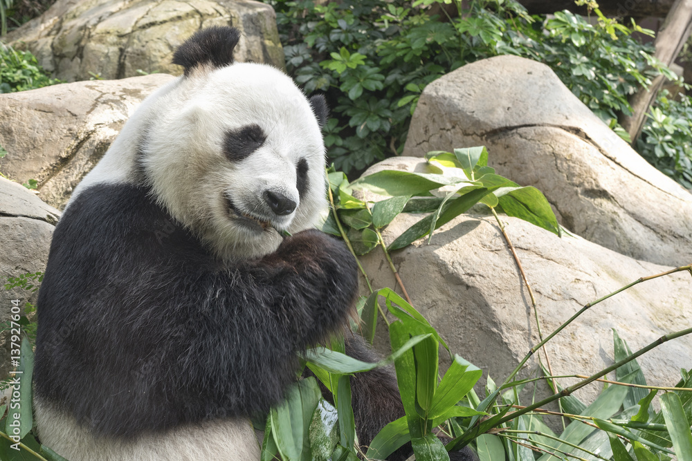 Obraz premium Giant panda bear eating bamboo leaf