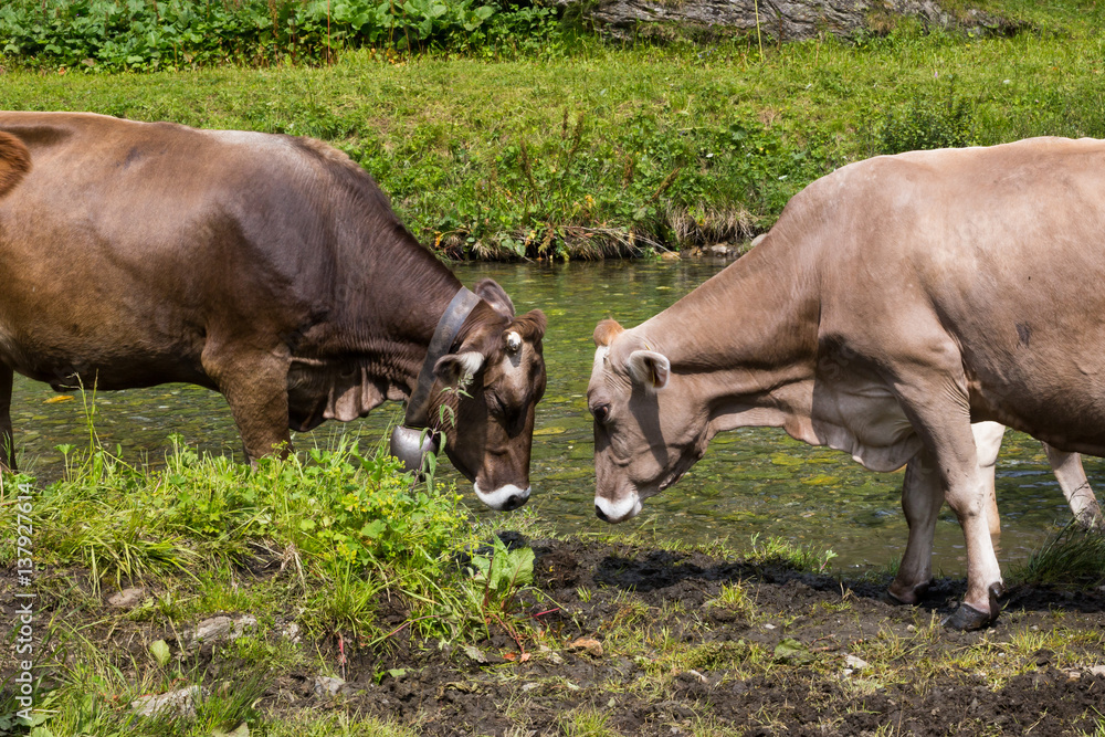 two brown-beige cows face to face near a stream and pasture, one cow wears a bell two brown-beige cows face to face near a stream and pasture, one cow wears a bell