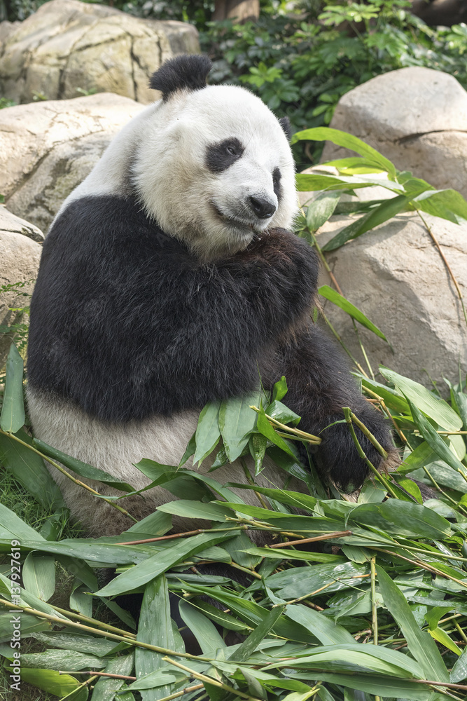 Obraz premium Giant panda bear eating bamboo leaf