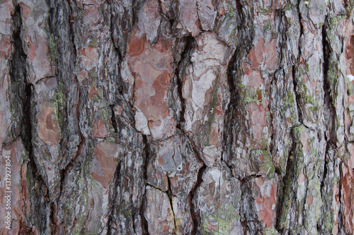 Fototapeta Naklejka Na Ścianę i Meble -  Oak tree bark in the winter background