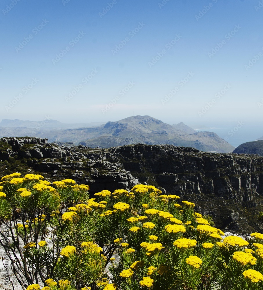 Yellow flowers on the top of Table Mountain in Cape Town, South Africa