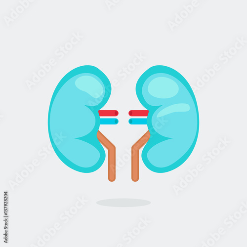 kidneys vector illustration