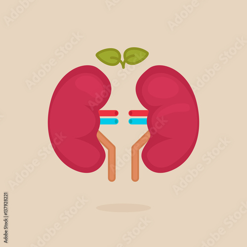 kidneys vector illustration