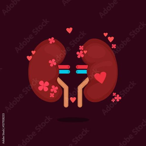 kidneys vector illustration