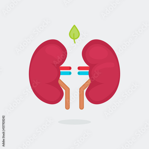 kidneys vector illustration