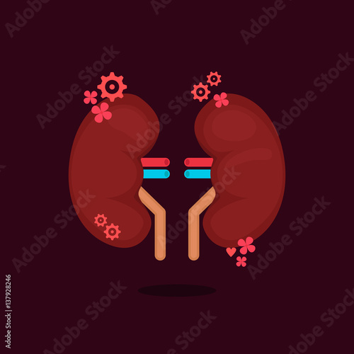 kidneys vector illustration