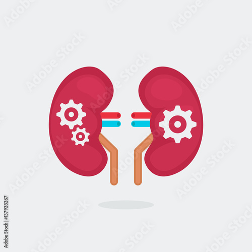 kidneys vector illustration
