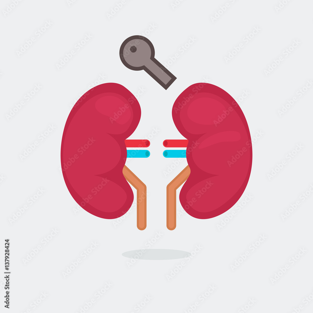 kidneys vector illustration