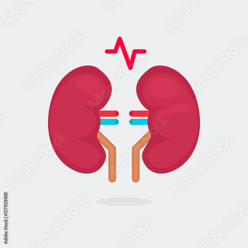 kidneys vector illustration