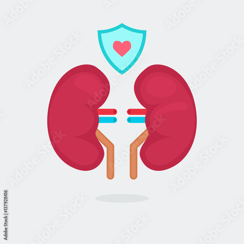 kidneys vector illustration