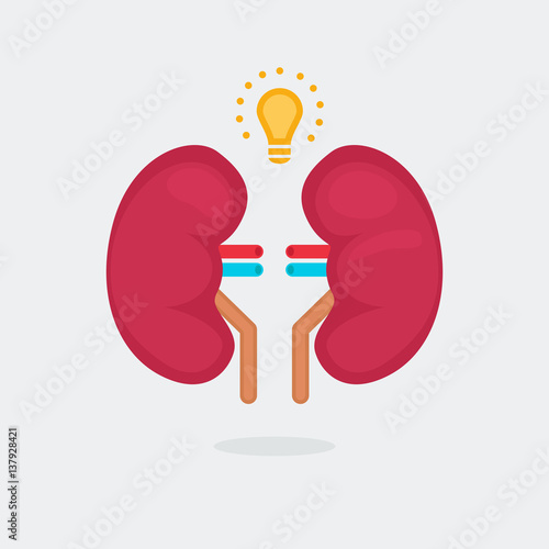 kidneys vector illustration