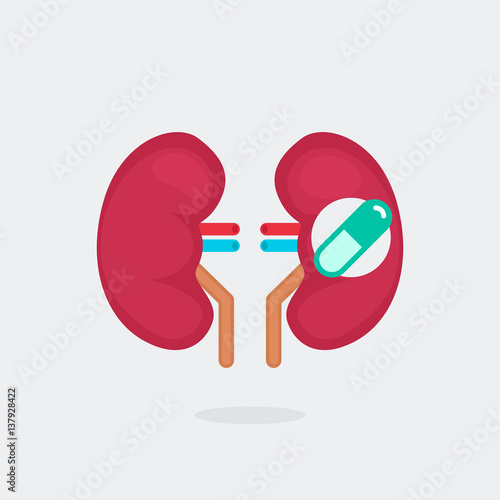 kidneys vector illustration