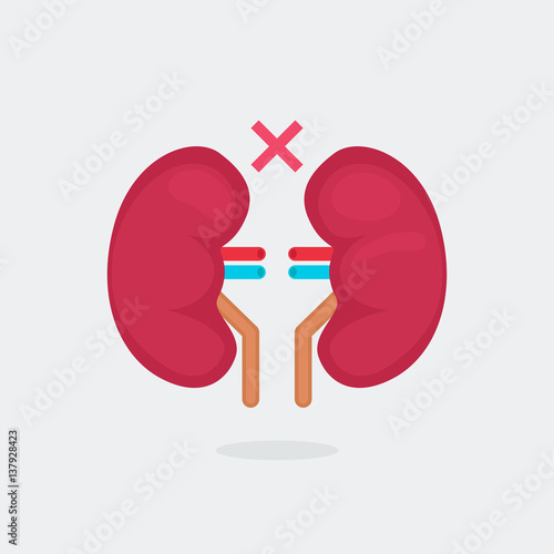 kidneys vector illustration