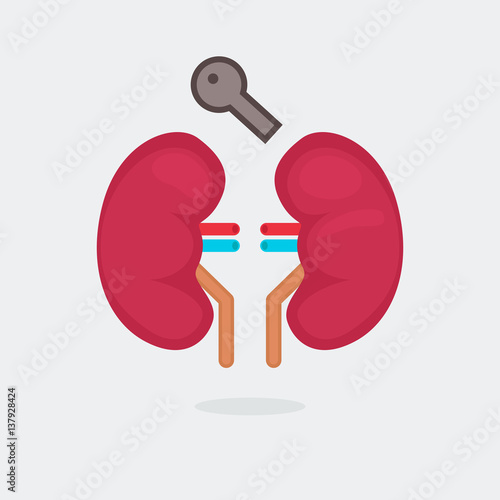 kidneys vector illustration