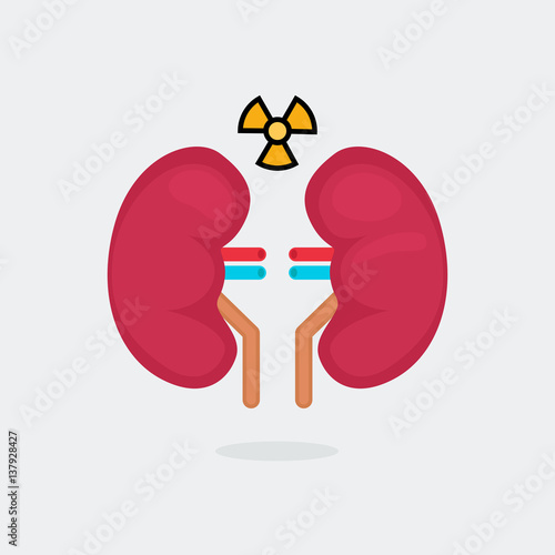 kidneys vector illustration