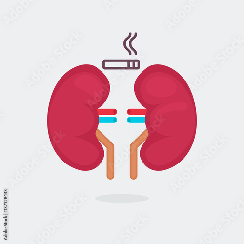 kidneys vector illustration