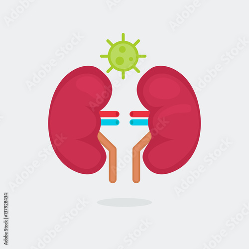 kidneys vector illustration