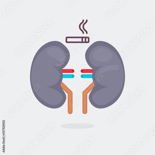 kidneys vector illustration