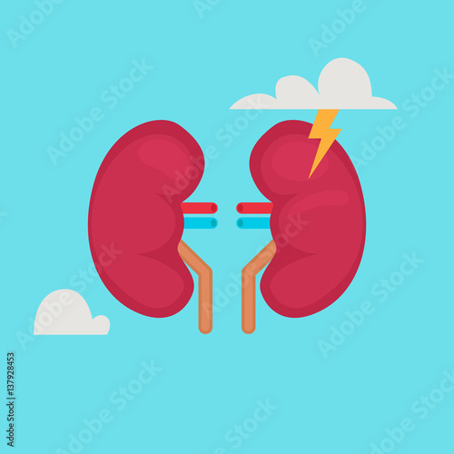 kidneys vector illustration