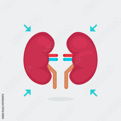 kidneys vector illustration