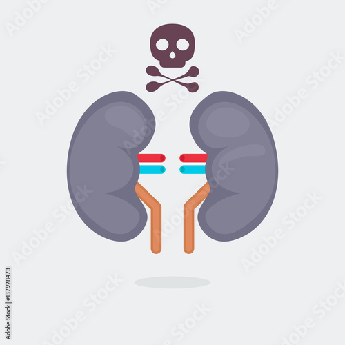 kidneys vector illustration