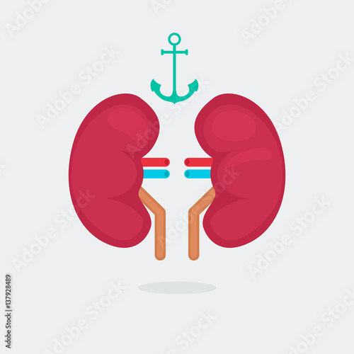 kidneys vector illustration