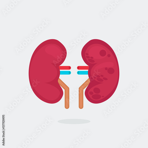 kidneys vector illustration
