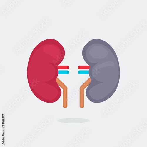 kidneys vector illustration