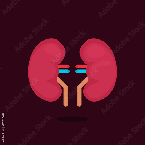 kidneys vector illustration