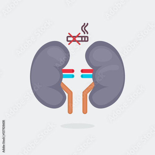 kidneys vector illustration