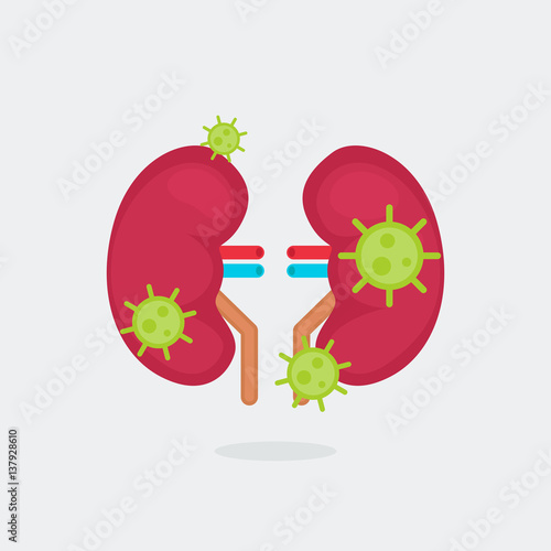 kidneys vector illustration