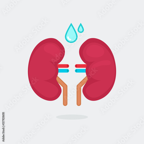 kidneys vector illustration