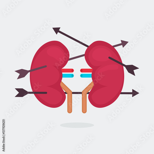 kidneys vector illustration