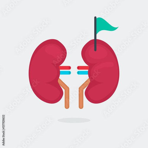 kidneys vector illustration