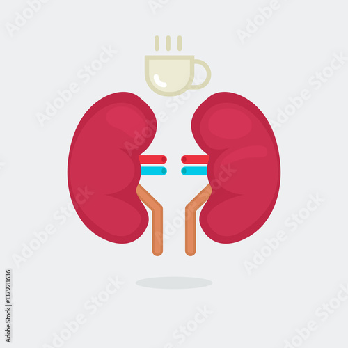 kidneys vector illustration