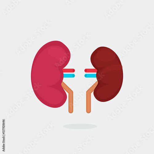kidneys vector illustration