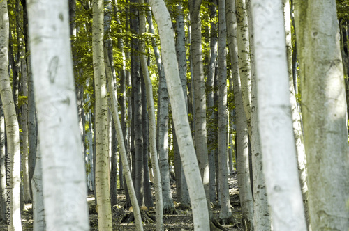 Forest, tree trunks, beech tree, Austria, Vienna, 13. district, photo