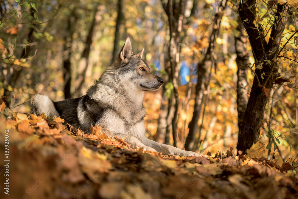 Saarloos Wolfdog in autumn forest Saarloos Wolfdog in autumn forest