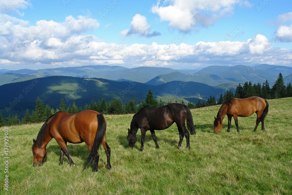 Beautiful horses in the mountains