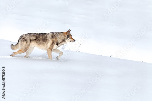 Saarloos Wolfdog walking in snow © martinjan