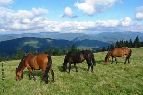 Beautiful horses in the mountains