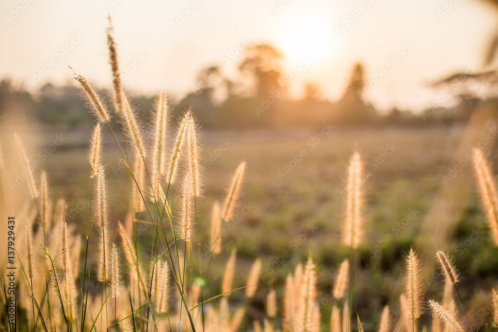 Obraz premium flower and grass