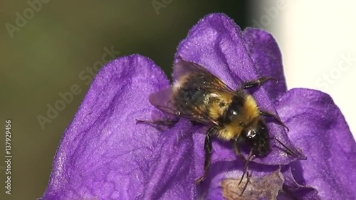 Eine Hummel krabbelt auf der Blüte des Eisenhutes (Makroaufnahme) photo