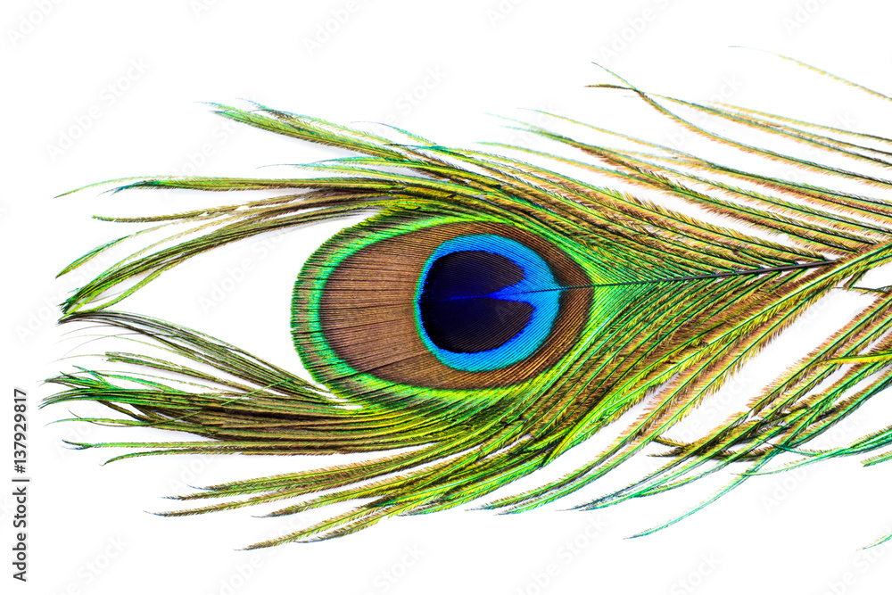 Naklejka premium Beautiful peacock feather isolated on a white background.